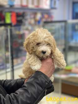 Party Color Dişi Toy Poodle Yavrumuz 4