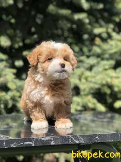 Party Color Maltipoo Yavrumuz 1