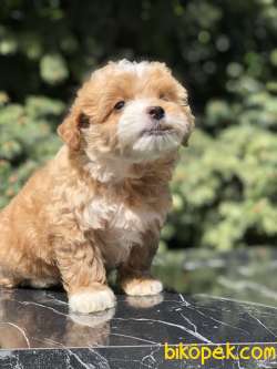 Party Color Maltipoo Yavrumuz 2