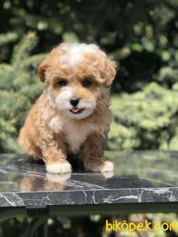 Party Color Maltipoo Yavrumuz 3
