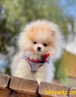 Party Color Pomeranian Oğlum PARTY 2