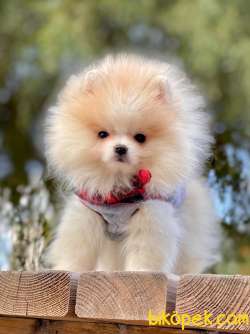 Party Color Pomeranian Oğlum PARTY 3