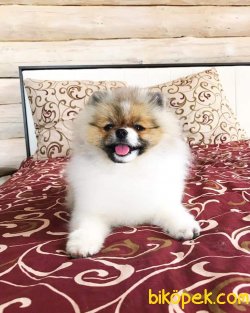Partycolor Pomeranian 2