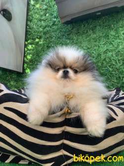 Partycolour Erkek Pomeranianboo 3