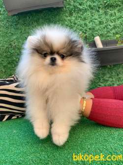 Partycolour Erkek Pomeranianboo 1