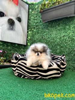 Partycolour Erkek Pomeranianboo 4