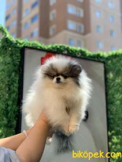Partycolour Erkek Pomeranianboo 2