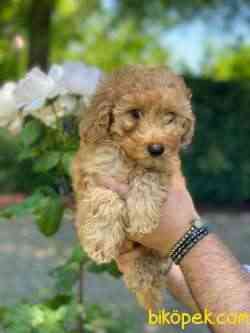 PASAPORTLU A KALİTE POODLE BEBEKLERİMİZZ 2