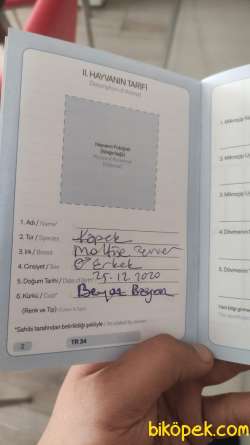 PASAPORTLU MALTESE TERRİER 4