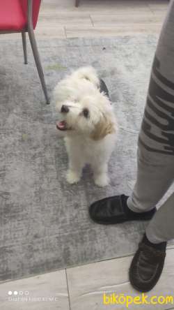 PASAPORTLU MALTESE TERRİER 1