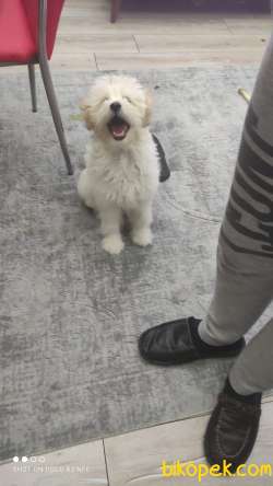 PASAPORTLU MALTESE TERRİER 2