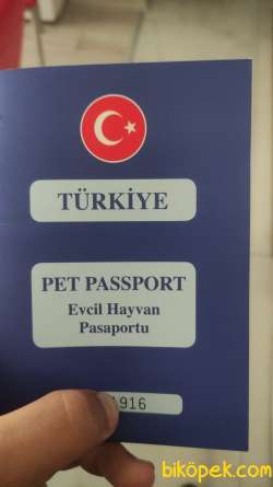 PASAPORTLU MALTESE TERRİER 5