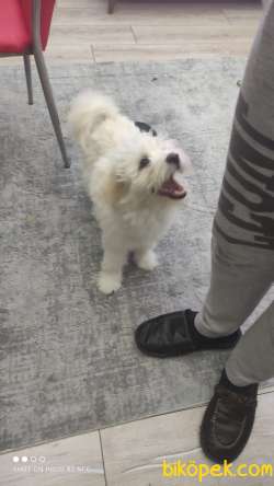 PASAPORTLU MALTESE TERRİER 3