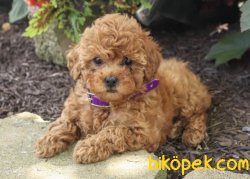 PASAPORTLU MICRO CHIPLİ RED BROWN TOY POODLE YAVRULARIMIZ 3