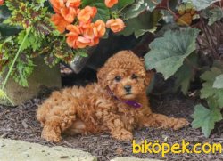 PASAPORTLU MICRO CHIPLİ RED BROWN TOY POODLE YAVRULARIMIZ 1
