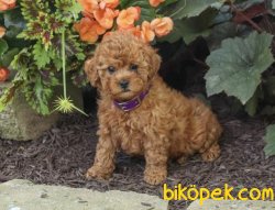 PASAPORTLU MICRO CHIPLİ RED BROWN TOY POODLE YAVRULARIMIZ 2