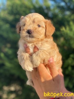 PASAPORTLU MIKROCIPLI MALTIPOO YAVRULARIMIZ 2