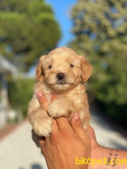 PASAPORTLU MIKROCIPLI MALTIPOO YAVRULARIMIZ 3