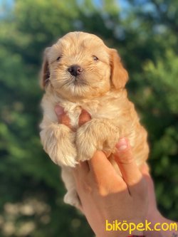 PASAPORTLU MIKROCIPLI MALTIPOO YAVRULARIMIZ 1