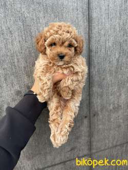 PASAPORTLU MİKROÇİPLİ POODLE BEBEKLER 3
