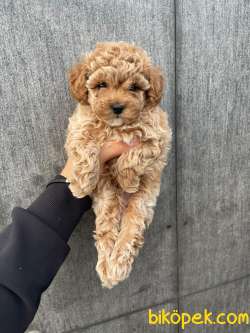 PASAPORTLU MİKROÇİPLİ POODLE BEBEKLER 2