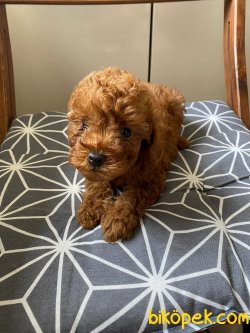PASAPORTLU MIKROCIPLI TOY POODLE YAVRULAR 2