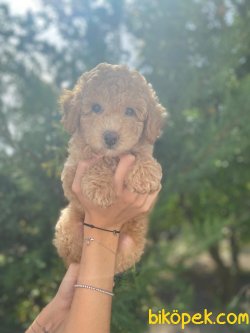 PASAPORTLU MIKROCIPLI TOY POODLE YAVRULAR 2