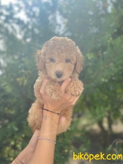 PASAPORTLU MIKROCIPLI TOY POODLE YAVRULAR 1