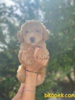 PASAPORTLU MIKROCIPLI TOY POODLE YAVRULAR 3