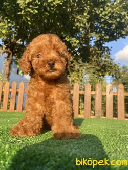 PASAPORTLU POODLE  YAVRULARIMIZ 2