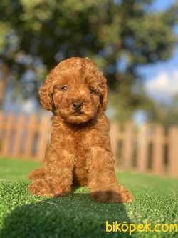 PASAPORTLU POODLE  YAVRULARIMIZ 3