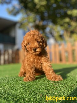 PASAPORTLU POODLE  YAVRULARIMIZ 1
