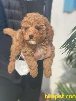 PASAPORTLU SAĞLIK GARANTİLİ POODLE 3