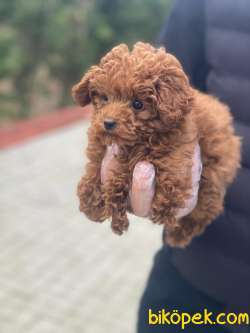 PASAPORTLU SAĞLIK GARANTİLİ POODLE 2