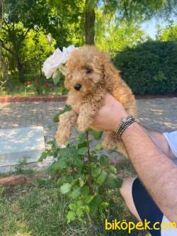 PASAPORTLU TOY POODLE SAĞLIK GARANTİLİ 3
