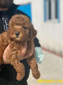 PASAPORTLU TOY POODLE SAĞLIK GARANTİLİ YAVRULARIMIZ 1