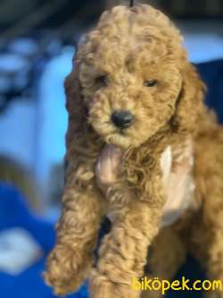 PASAPORTLU TOY POODLE SAĞLIK GARANTİLİ YAVRULARIMIZ 3