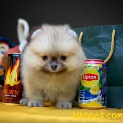Pasaportlu Ve Irk- Sağlık Garantili Safkan Pomeranian Boo 3