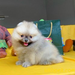 Pasaportlu Ve Irk- Sağlık Garantili Safkan Pomeranian Boo 4