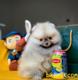 Pasaportlu Ve Irk- Sağlık Garantili Safkan Pomeranian Boo 2
