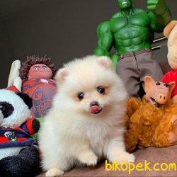 Pasaportlu Ve Irk- Sağlık Garantili Safkan Pomeranian Boo 4