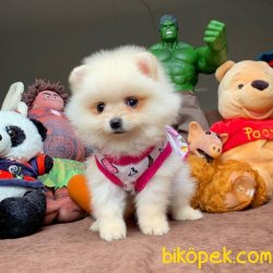 Pasaportlu Ve Irk- Sağlık Garantili Safkan Pomeranian Boo 1