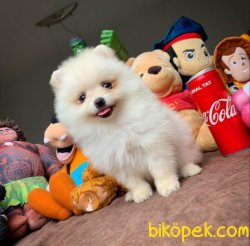 Pasaportlu Ve Irk- Sağlık Garantili Safkan Pomeranian Boo 3