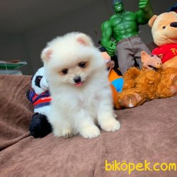 Pasaportlu Ve Irk- Sağlık Garantili Safkan Pomeranian Boo 2