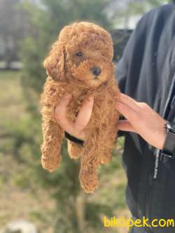 PASAPORTLU YAVRU POODLE 3
