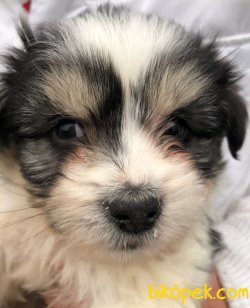 Pati Pati Havanese 4