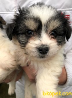 Pati Pati Havanese 2