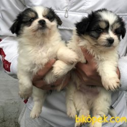 Pati Pati Havanese 3