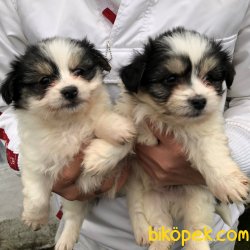 Pati Pati Havanese 1
