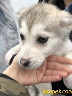 Pati Pati Husky 5